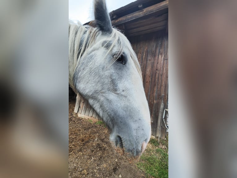 Shire Merrie 4 Jaar 179 cm Schimmel in Ried im Innkreis