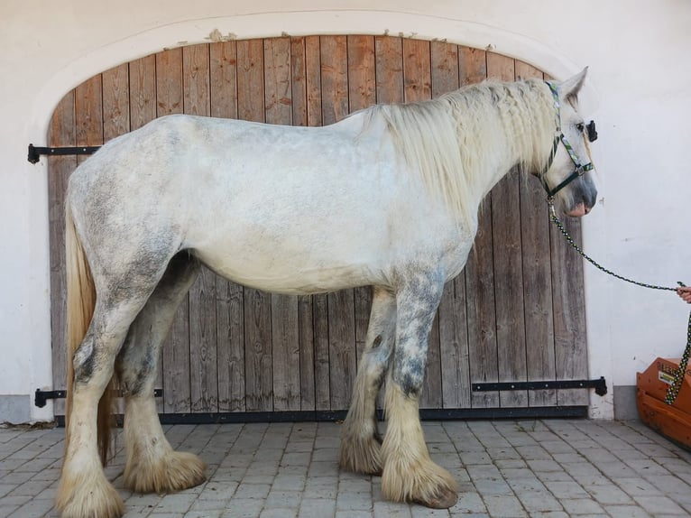 Shire Merrie 4 Jaar 180 cm Schimmel in Ried im Innkreis