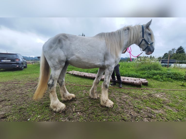 Shire Merrie 4 Jaar 180 cm Schimmel in Ried im Innkreis