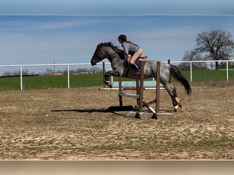 Shire Merrie 5 Jaar 157 cm Roan-Blue in stephenville TX