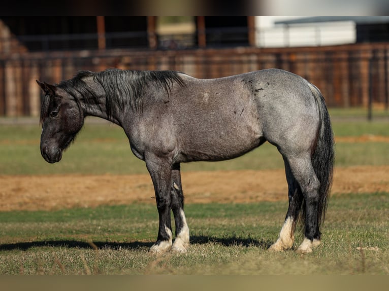 Shire Merrie 5 Jaar 160 cm Roan-Blue in Stephenville, TX