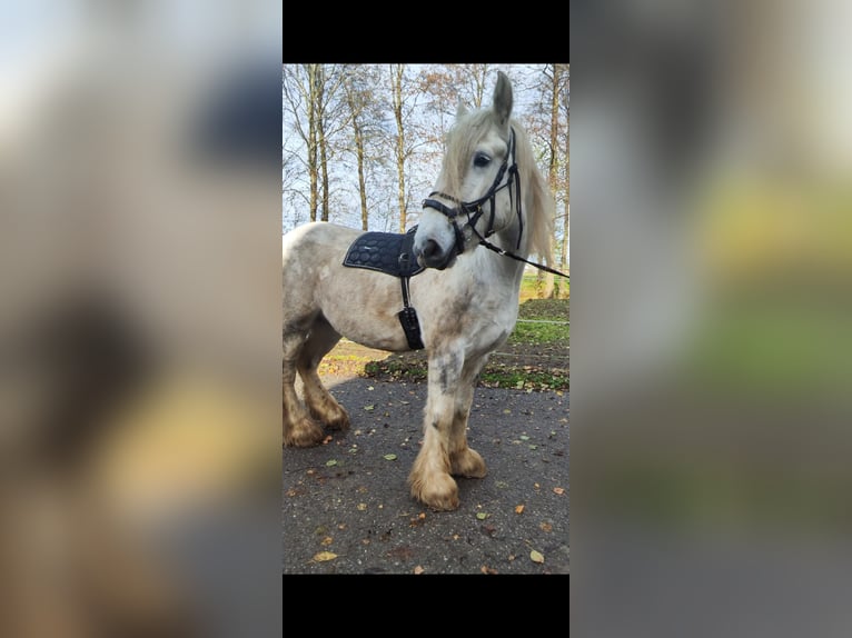 Shire Merrie 5 Jaar 170 cm Appelschimmel in Freilassing