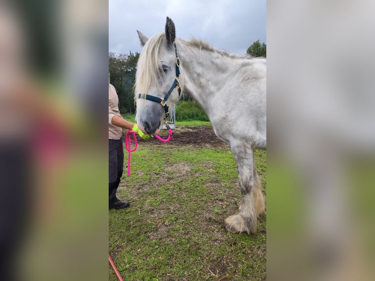 Shire Merrie 5 Jaar 180 cm Schimmel in Ried im Innkreis