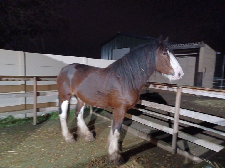 Shire Merrie 5 Jaar 184 cm Bruin in Düren