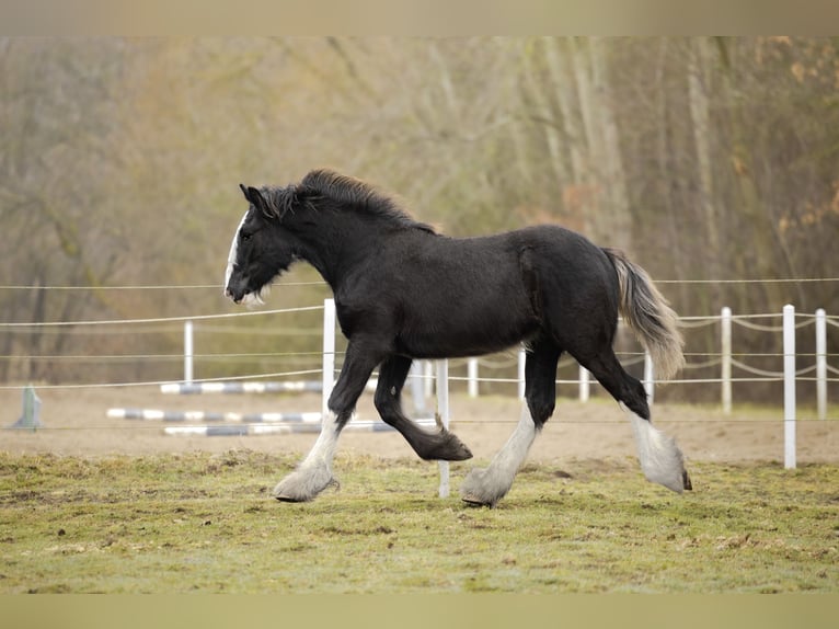 Shire Merrie 5 Jaar 185 cm Zwart in Resko