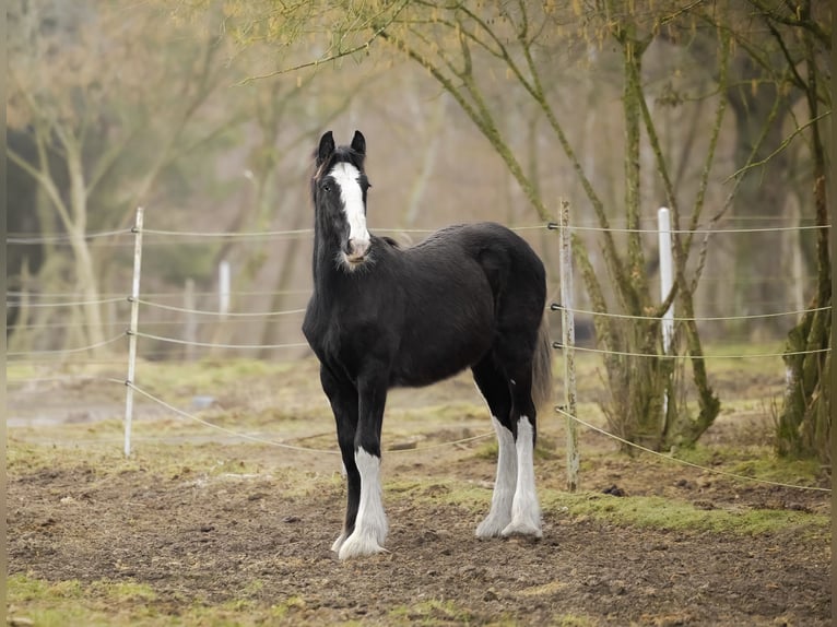 Shire Merrie 5 Jaar 185 cm Zwart in Resko