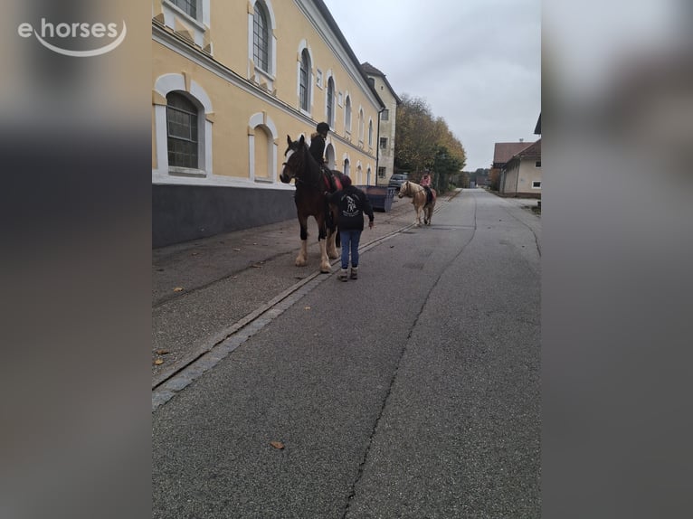 Shire Merrie 5 Jaar Bruin in St.Georgen am Fillmannsbach
