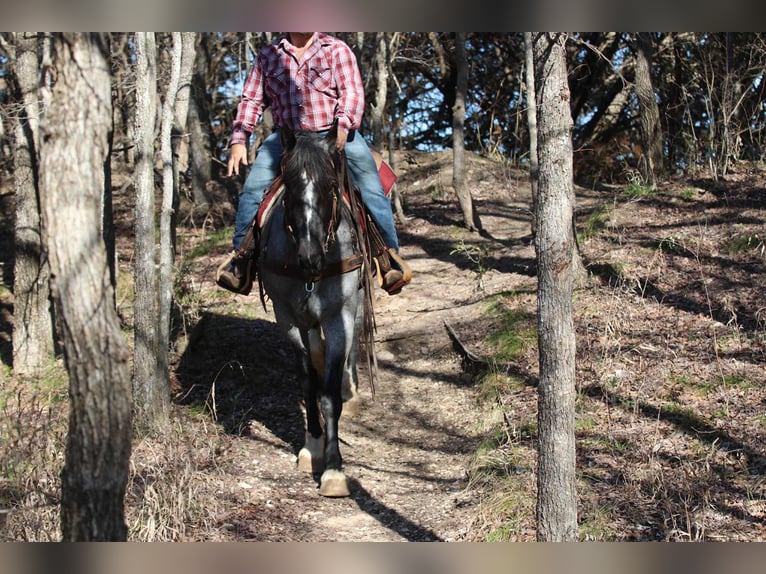 Shire Merrie 6 Jaar 157 cm Roan-Blue in stephenville TX