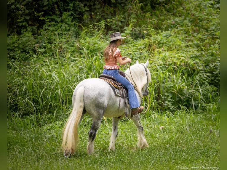 Shire Merrie 6 Jaar 163 cm Schimmel in Elkton, KY