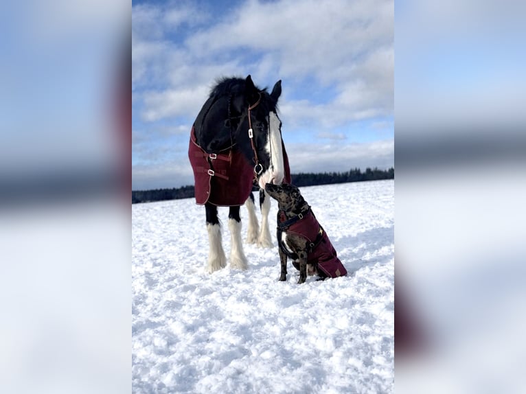 Shire Merrie 6 Jaar 180 cm Zwart in Passau