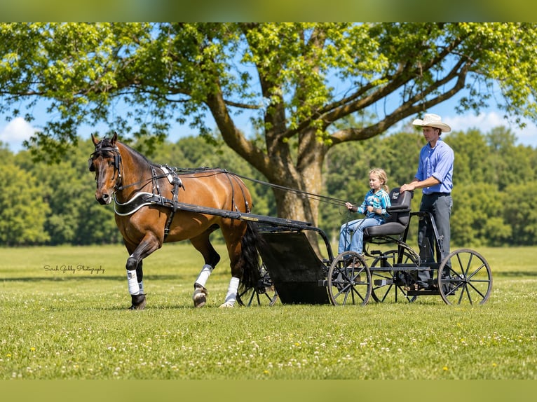 Shire Mix Merrie 6 Jaar Falbe in Oelwein