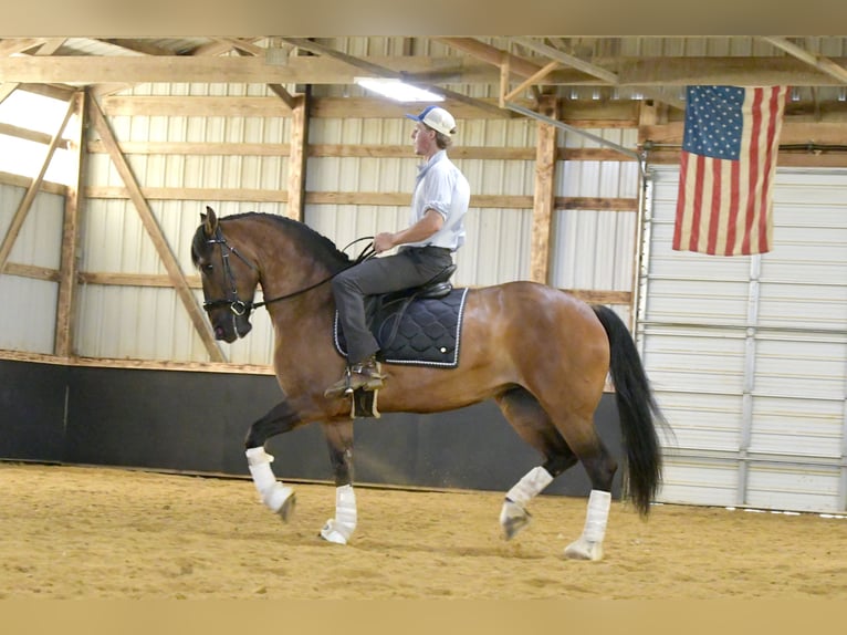 Shire Mix Merrie 6 Jaar Falbe in Oelwein