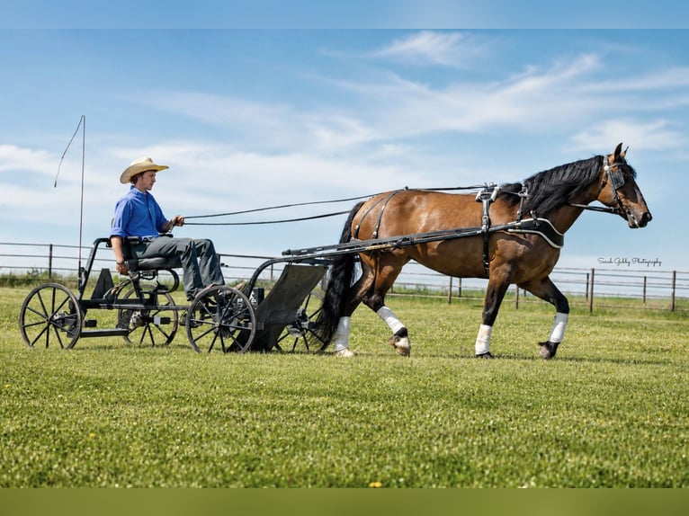 Shire Mix Merrie 6 Jaar Falbe in Oelwein