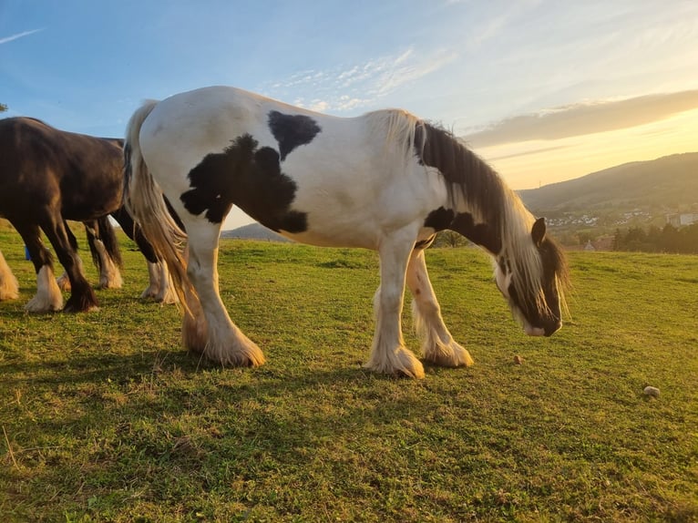 Shire Mix Merrie 7 Jaar 167 cm Gevlekt-paard in Morschen