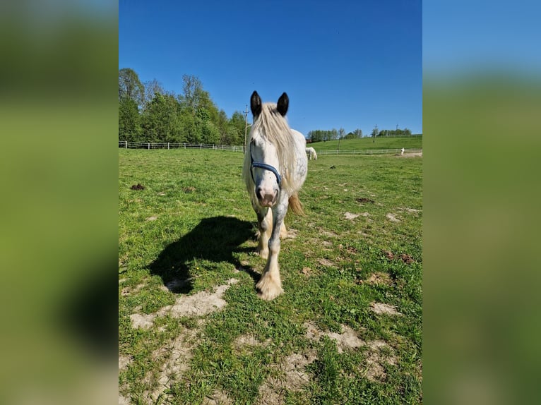 Shire Merrie 7 Jaar 171 cm Schimmel in Ried im Innkreis