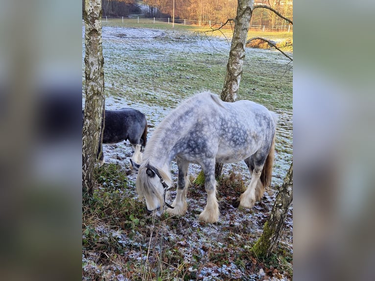 Shire Merrie 7 Jaar 171 cm Schimmel in Ried im Innkreis