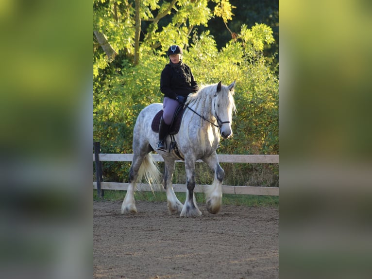 Shire Merrie 8 Jaar 182 cm Schimmel in Ebberup