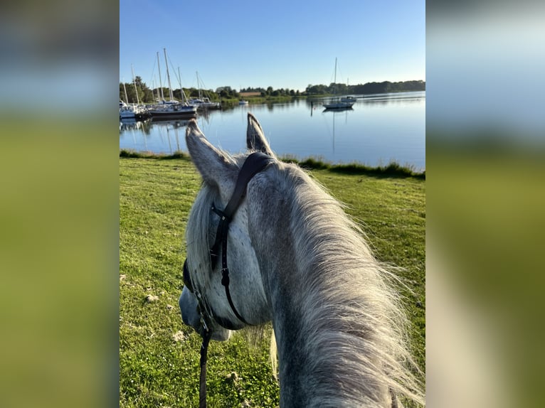 Shire Merrie 8 Jaar 182 cm Schimmel in Ebberup