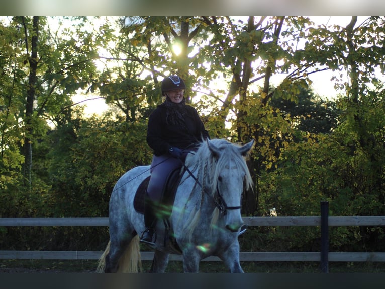 Shire Merrie 8 Jaar 182 cm Schimmel in Ebberup