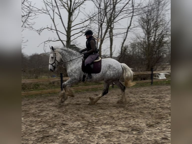 Shire Merrie 8 Jaar 182 cm Schimmel in Ebberup