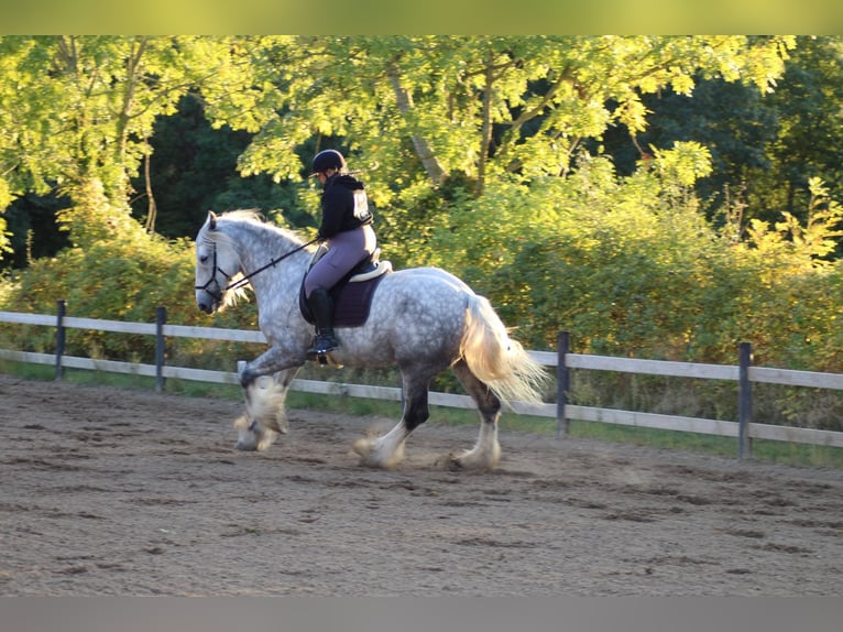 Shire Merrie 8 Jaar 182 cm Schimmel in Ebberup