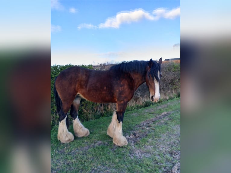 Shire Merrie 8 Jaar Roodbruin in Nottinghamshire