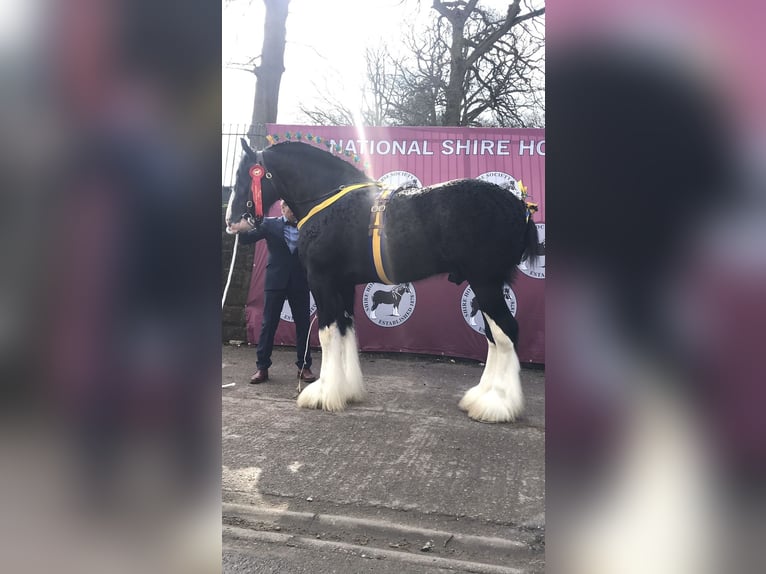 Shire Merrie 8 Jaar Zwart in Stillingfleet