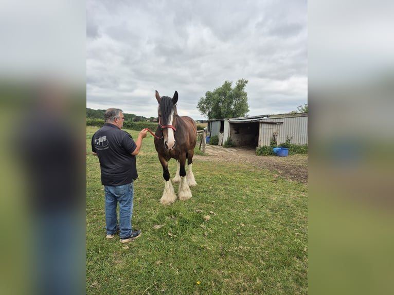 Shire Merrie 9 Jaar 183 cm Roodbruin in Leicester