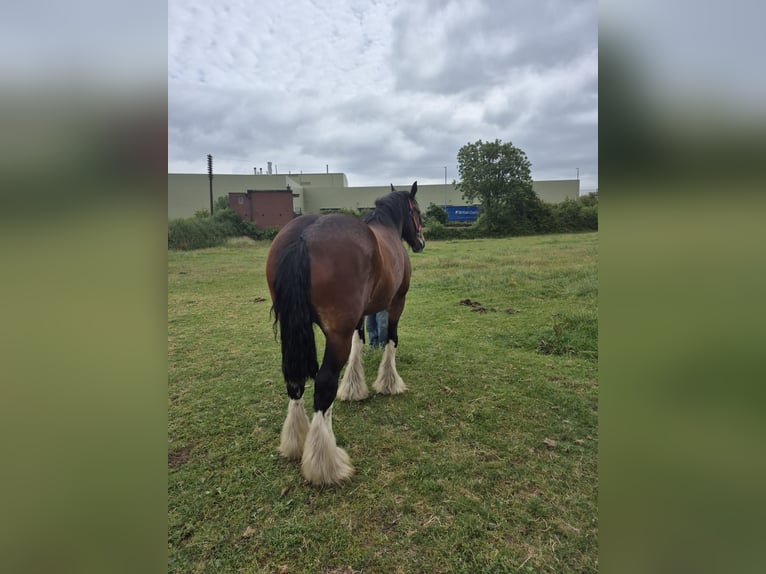Shire Merrie 9 Jaar 183 cm Roodbruin in Leicester