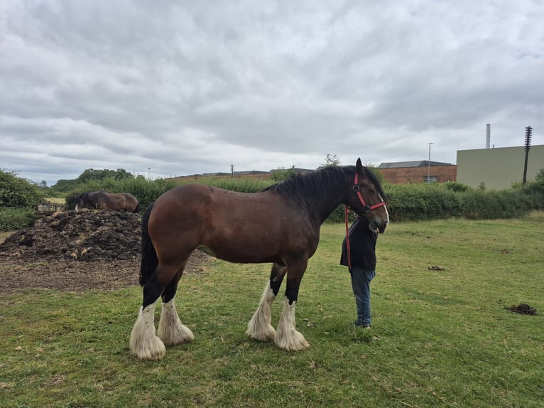 Shire Merrie 9 Jaar 183 cm Roodbruin in Leicester