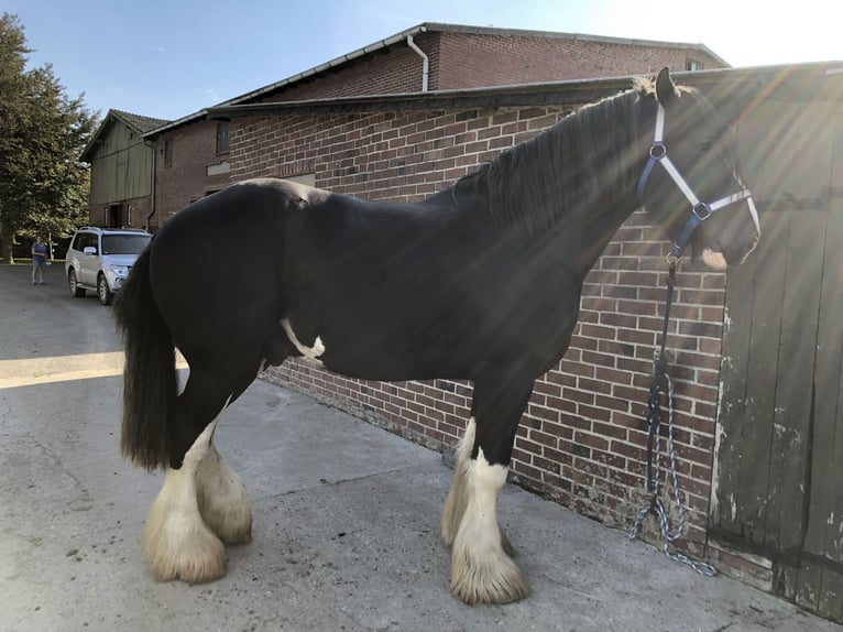 Shire Mix Merrie Veulen (04/2026) Bruin in Haselau