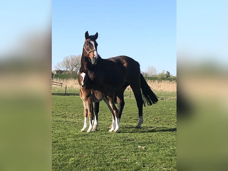 Shire Mix Merrie Veulen (04/2026) Bruin in Haselau
