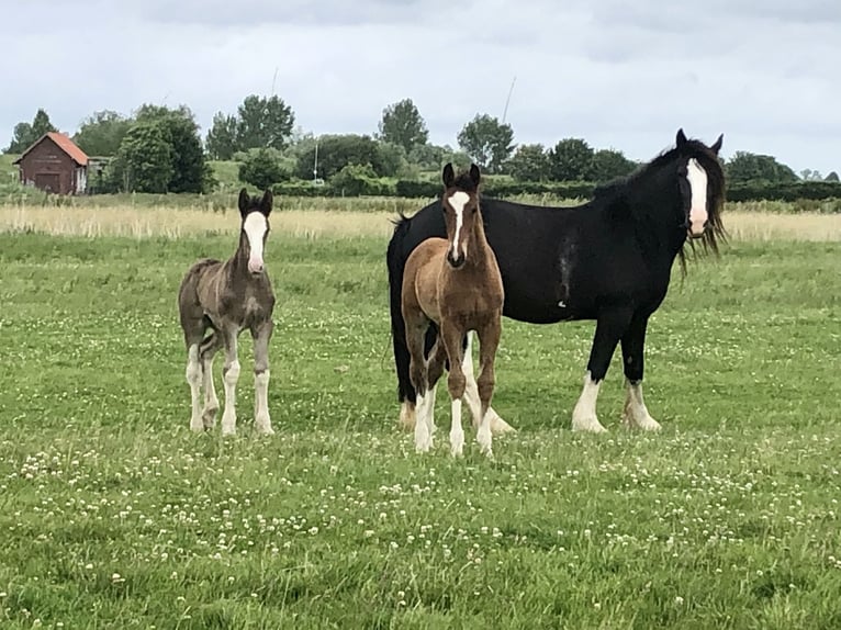 Shire Mix Merrie Veulen (04/2026) Bruin in Haselau