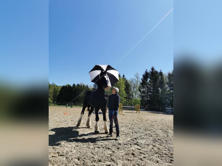 Shire Ogier 15 lat 190 cm Kara in Palanga