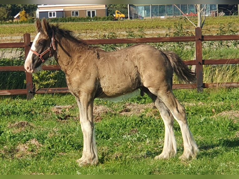 Shire Ogier 1 Rok Kara in Sint-Annaland