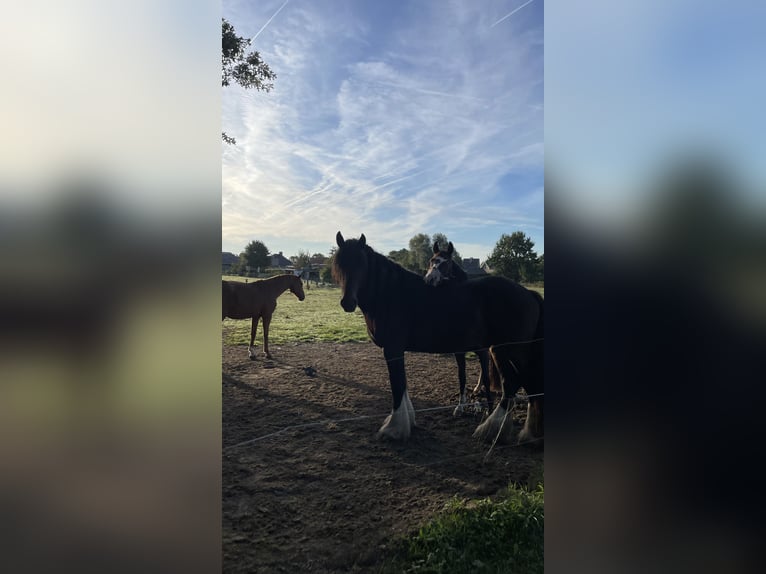 Shire Ogier 4 lat 174 cm Ciemnogniada in Oeselgem