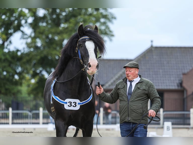 Shire Ogier 7 lat 180 cm Kara in Sint laureins