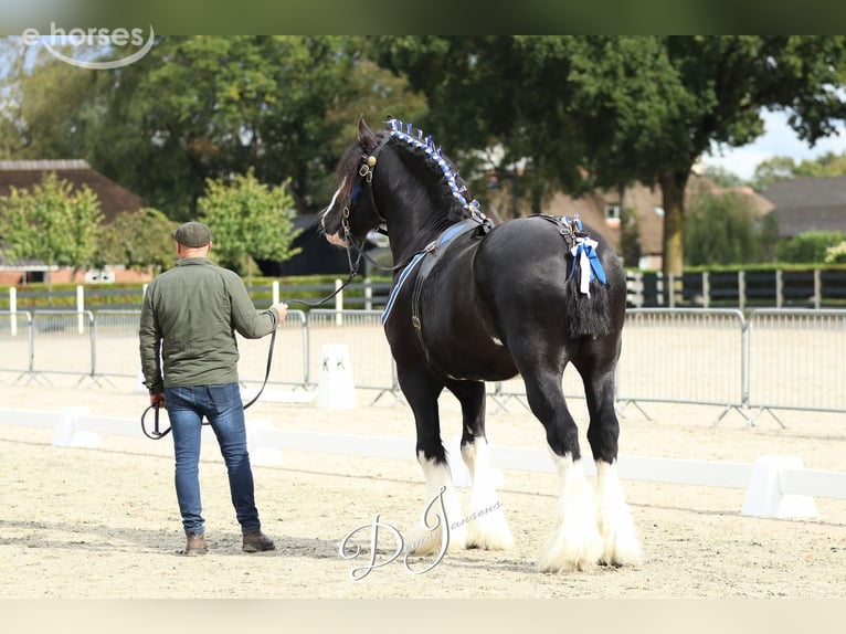Shire Ogier 8 lat 180 cm Kara in Sint-Laureins