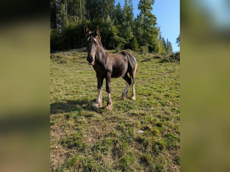Shire Ogier Źrebak (04/2026) Gniada in Oberaudorf