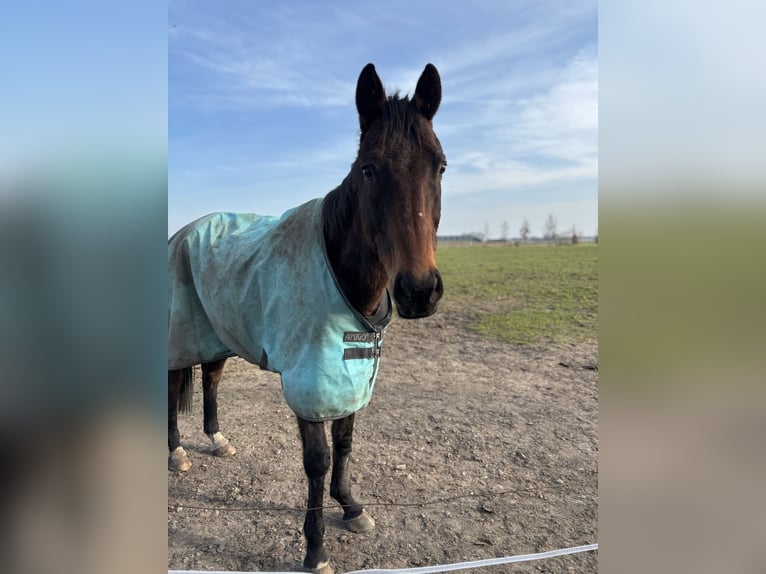 Shire Ruin 16 Jaar 170 cm Donkerbruin in Apeldoorn