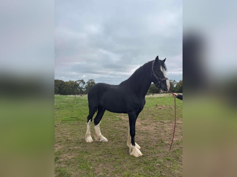 Shire Ruin 2 Jaar 178 cm Zwart in Axbridge