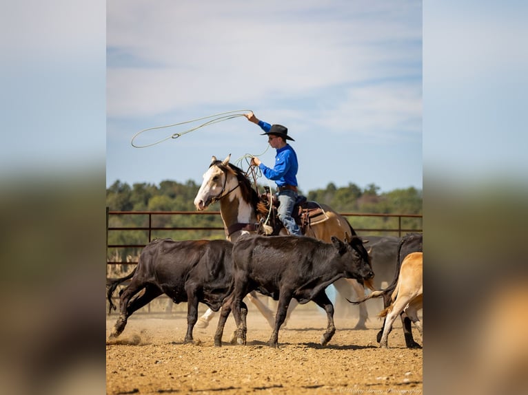 Shire Mix Ruin 3 Jaar 160 cm Buckskin in Auburn, KY