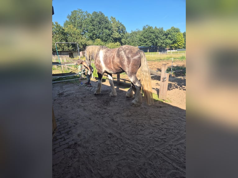 Shire Ruin 4 Jaar 183 cm Gevlekt-paard in Rehlingen