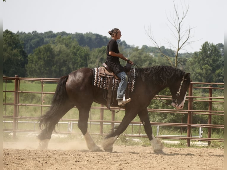 Shire Mix Ruin 4 Jaar Zwart in Fresno