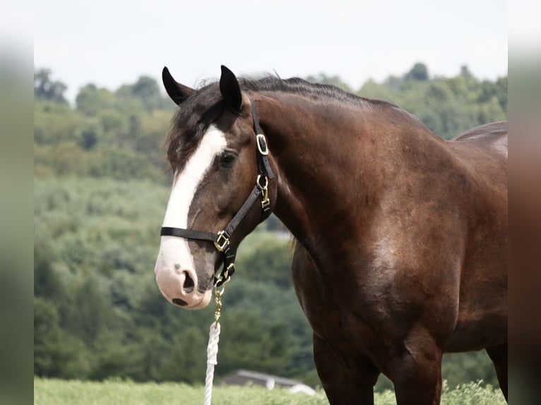 Shire Mix Ruin 4 Jaar Zwart in Fresno