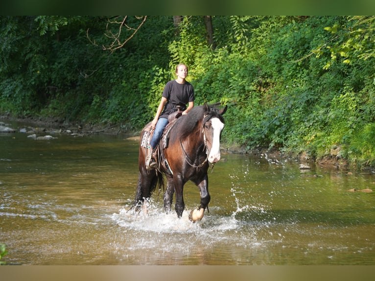 Shire Mix Ruin 4 Jaar Zwart in Fresno