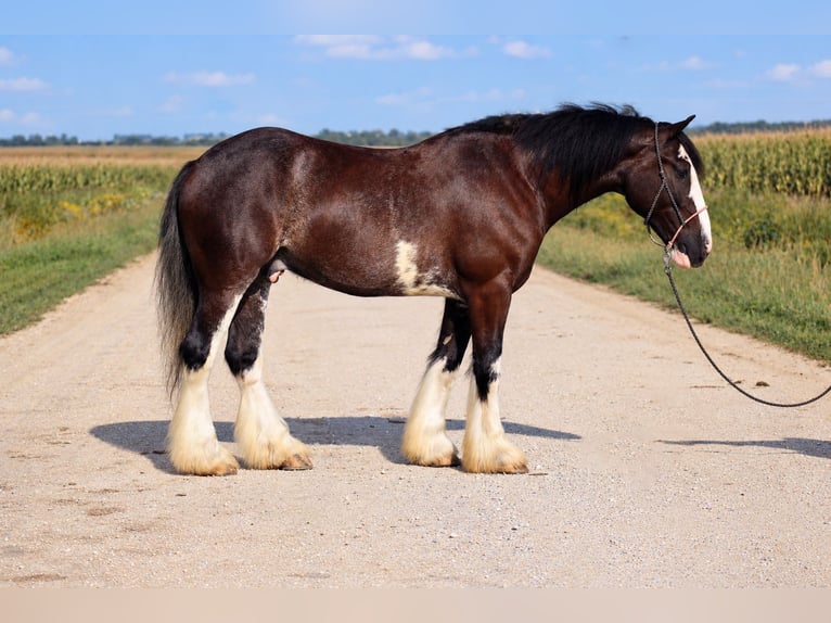 Shire Mix Ruin 4 Jaar Zwart in Independence