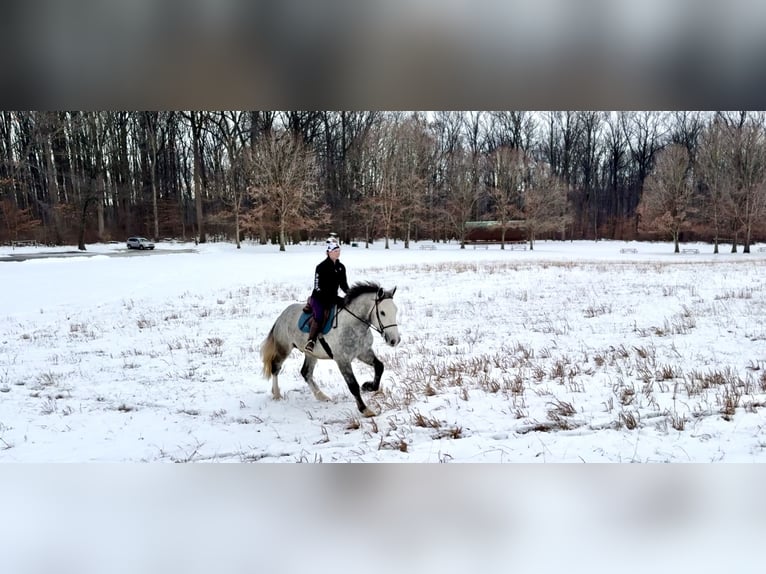 Shire Mix Ruin 5 Jaar 163 cm Schimmel in Gap