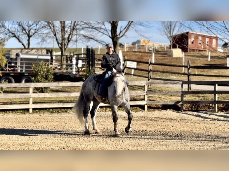 Shire Mix Ruin 5 Jaar 163 cm Schimmel in Gap