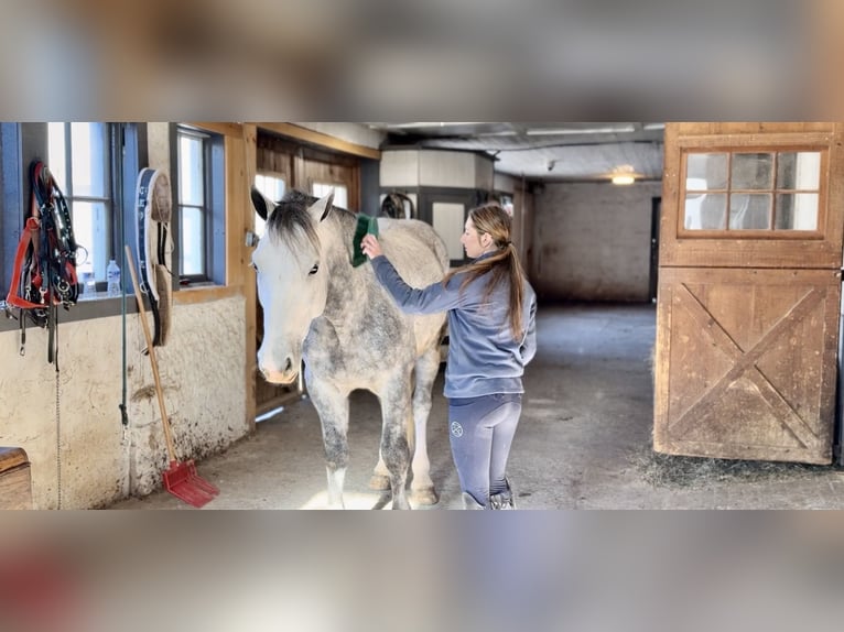 Shire Mix Ruin 5 Jaar 163 cm Schimmel in Gap